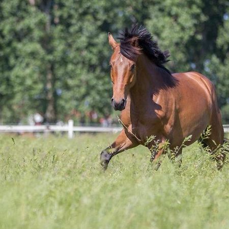 Pferdeidylle Direkt Neben Berlin In Dallgow Luaran gambar