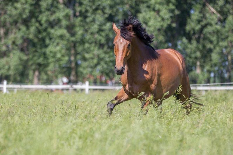 Pferdeidylle Direkt Neben Berlin In Dallgow Luaran gambar